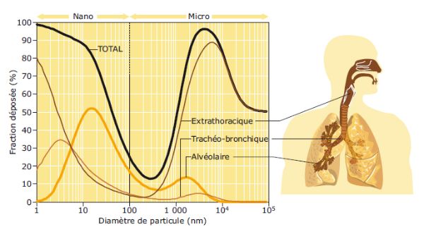 Dépôt total et régional chez l’homme, en fonction du diamètre des particules inhalées