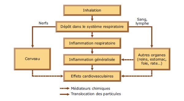 Effets potentiels des nanomatériaux inhalés