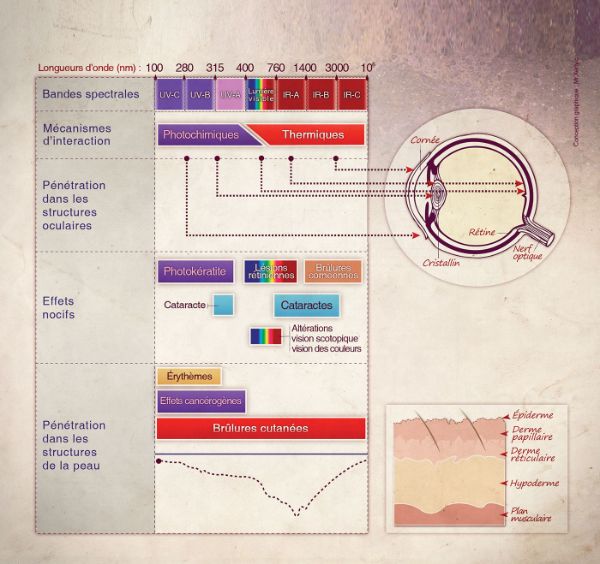 Schéma des effets des rayonnements optiques artificiels sur la peau et l’œil