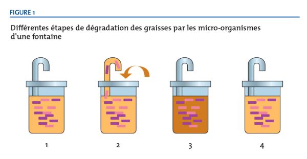 Les différentes étapes de dégradation des graisses par les micro-organismes d'une fontaine